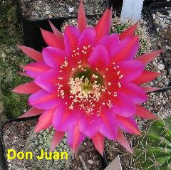Don Juan.4.1.jpg 